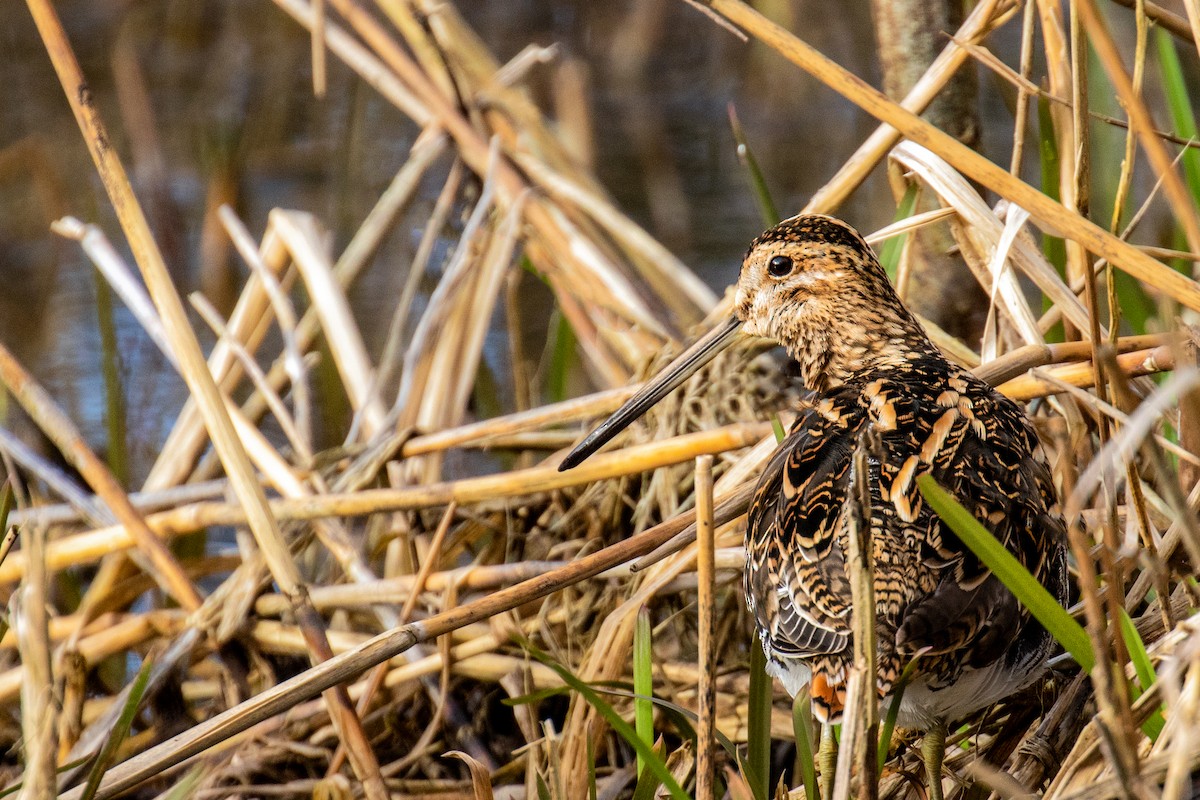 Common Snipe - Ian Sherriffs