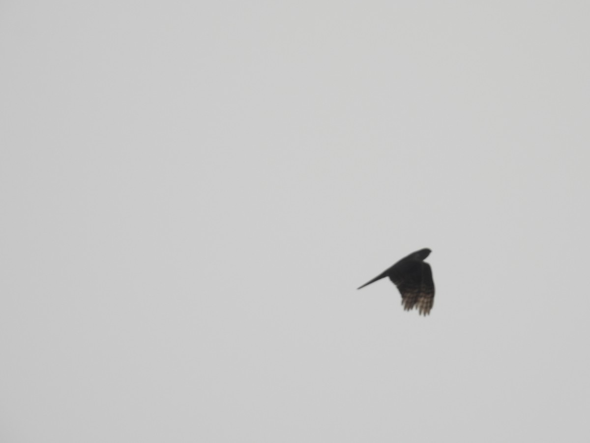 Eurasian Sparrowhawk - ML545442511