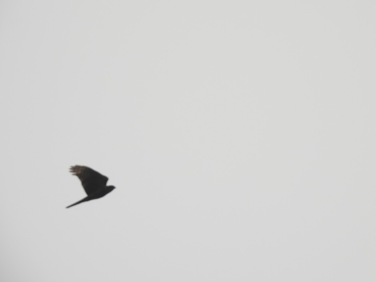 Eurasian Sparrowhawk - ML545442531