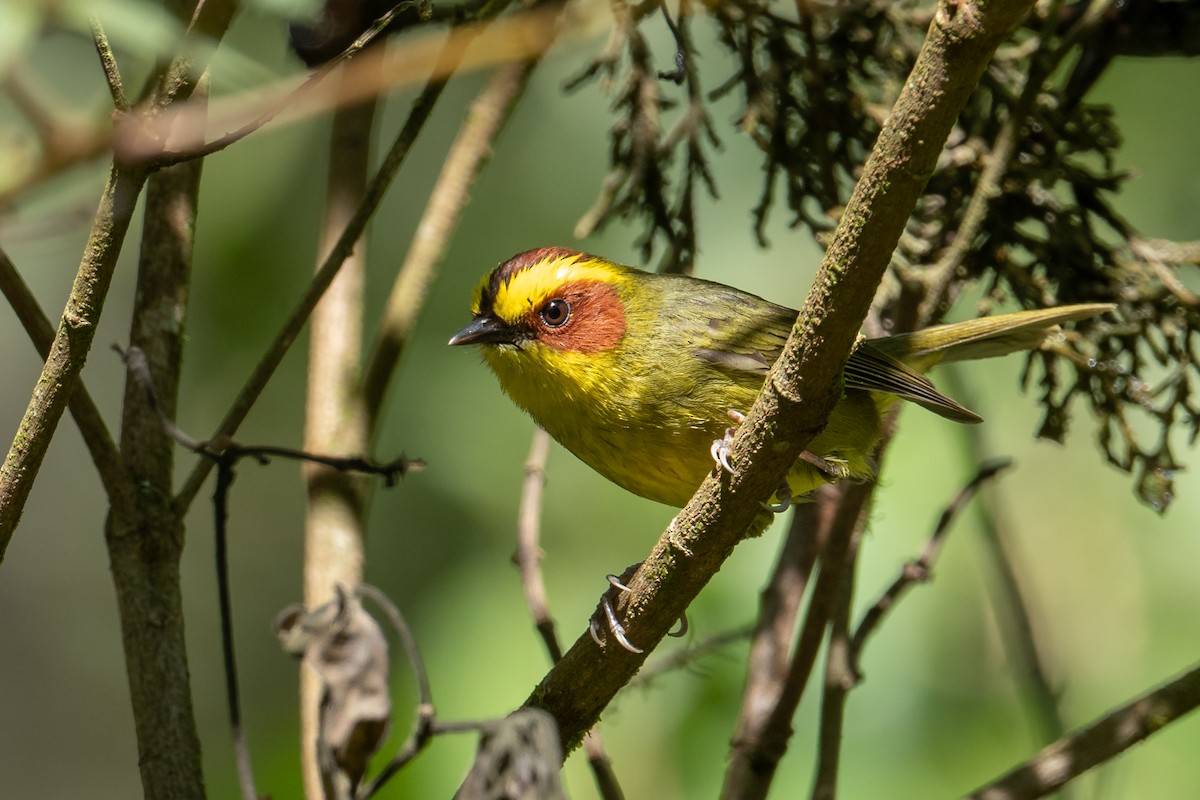 Golden-browed Warbler - ML545443221