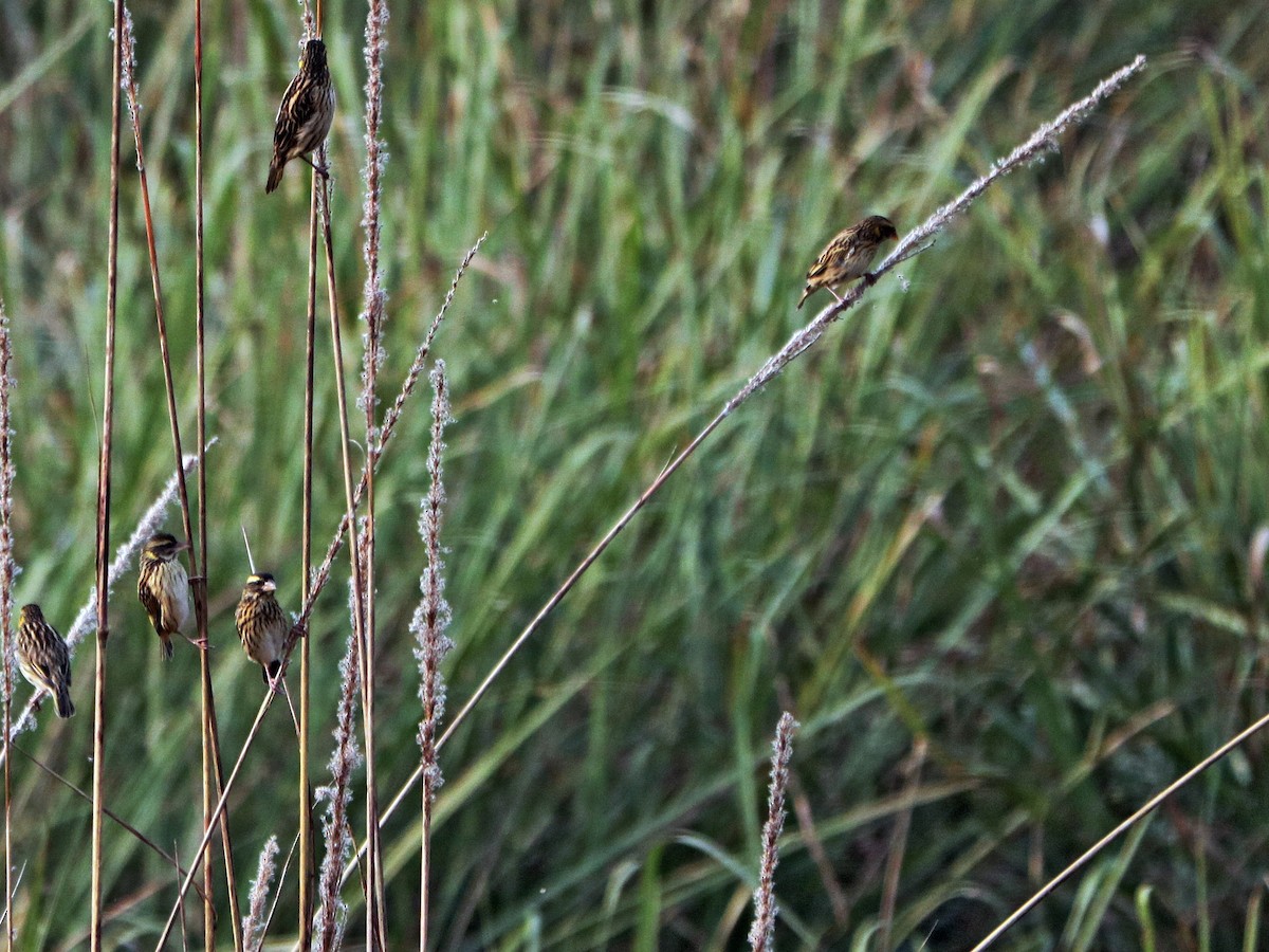 Streaked Weaver - ML545445741