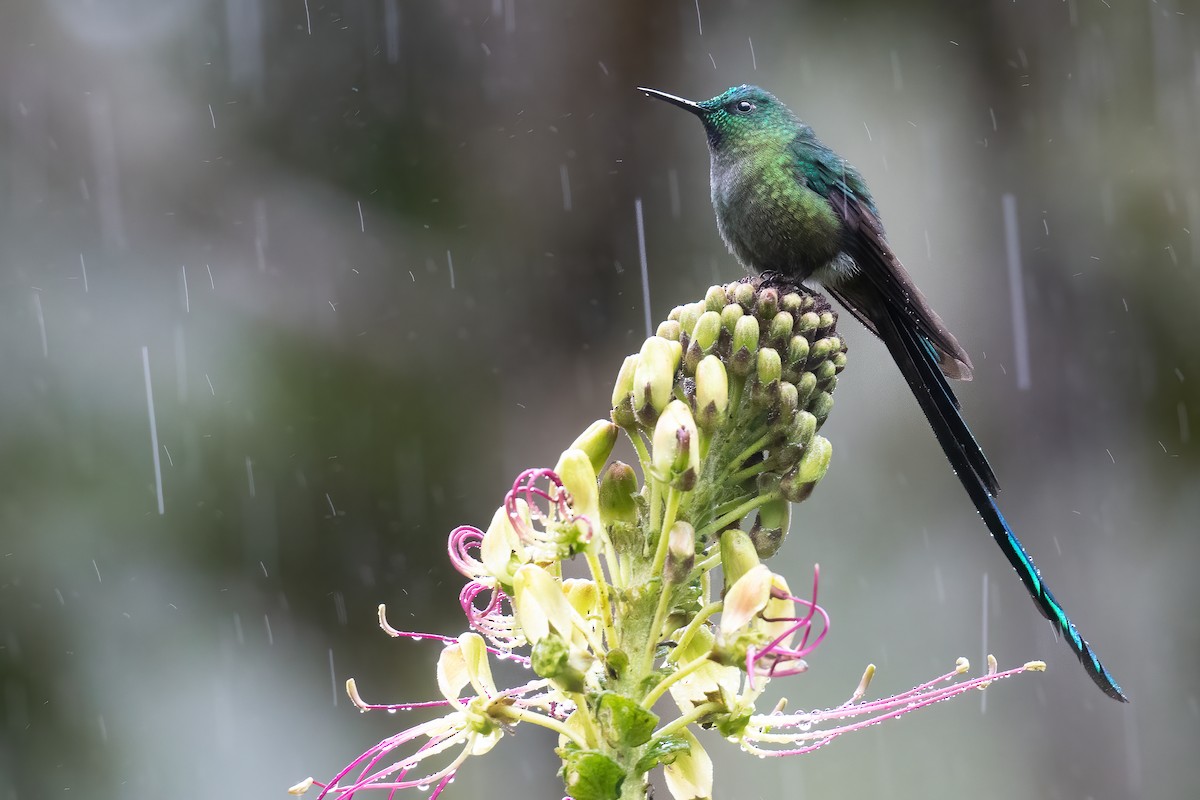 Long-tailed Sylph - Ben  Lucking