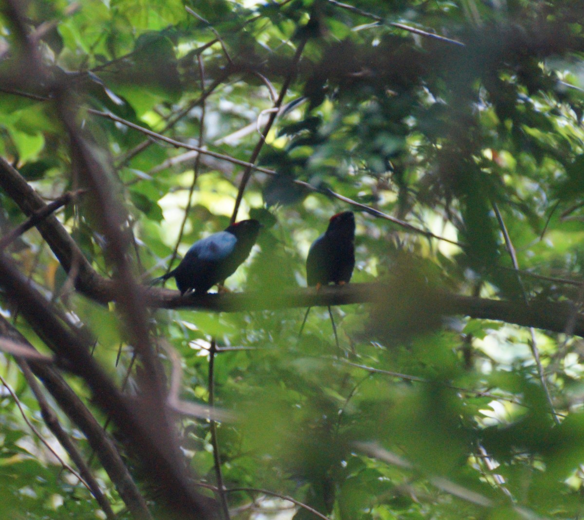 Long-tailed Manakin - ML545447071