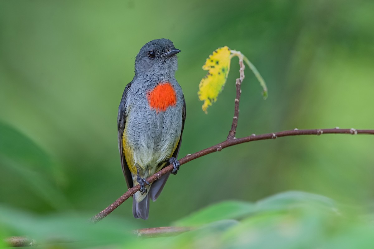 Halmahera Flowerpecker - Ngoc Sam Thuong Dang