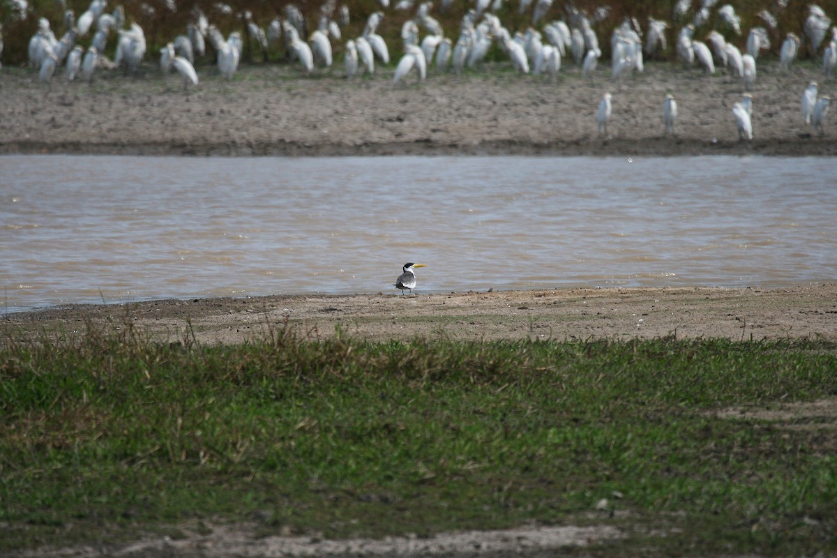 Large-billed Tern - ML545447861