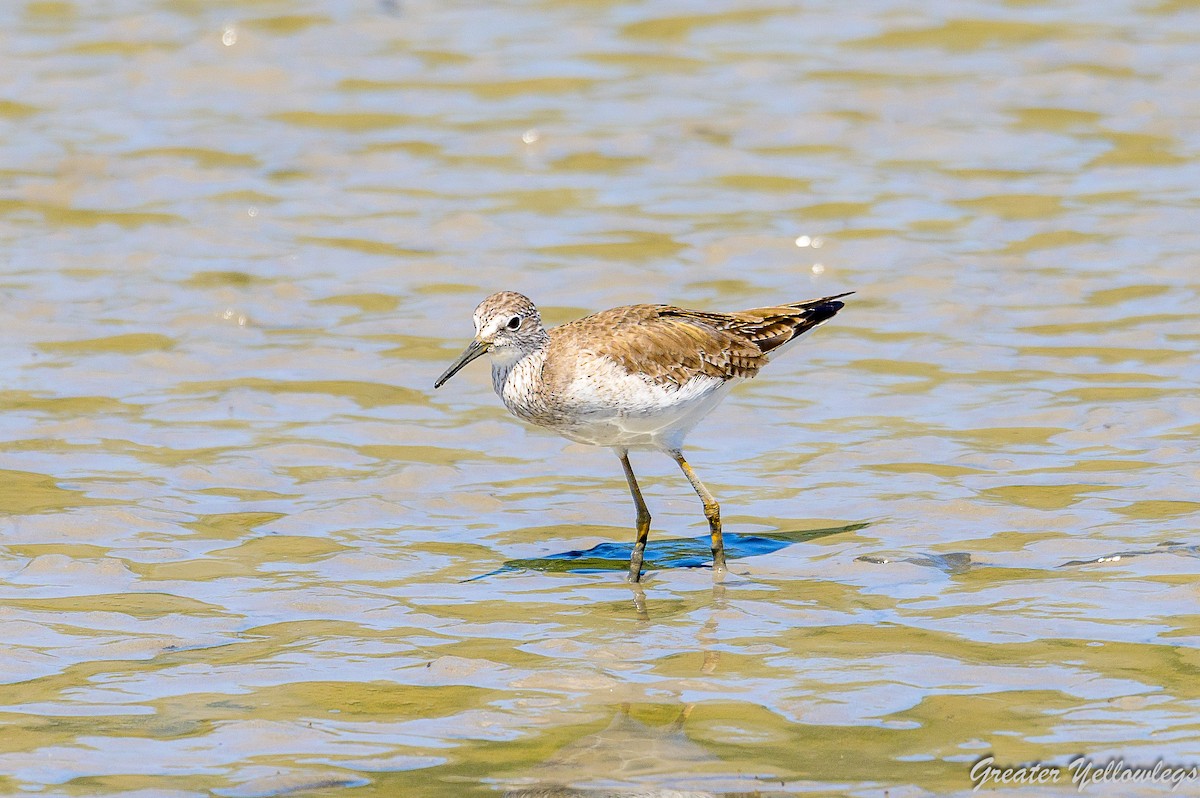 Greater Yellowlegs - ML545448851