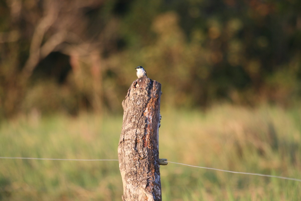 White-winged Swallow - Eduardo Soler