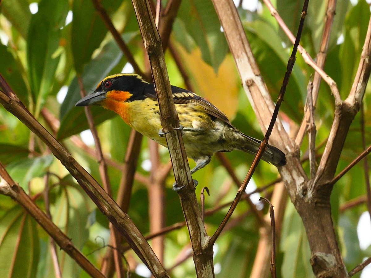 Gilded Barbet - ML545450521