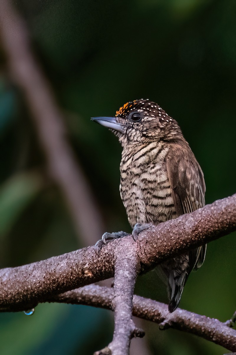 Lafresnaye's Piculet - ML545453271