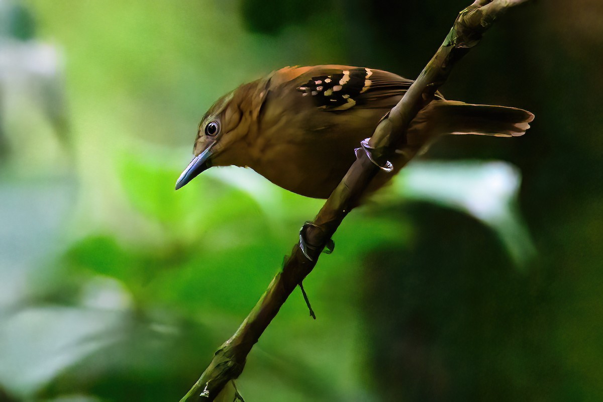 Rufous-backed Stipplethroat (Rio Negro) - ML545454911