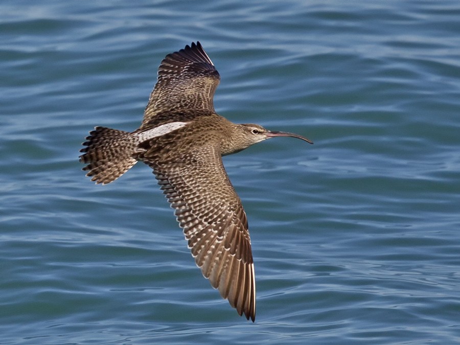 Whimbrel - Mat Gilfedder