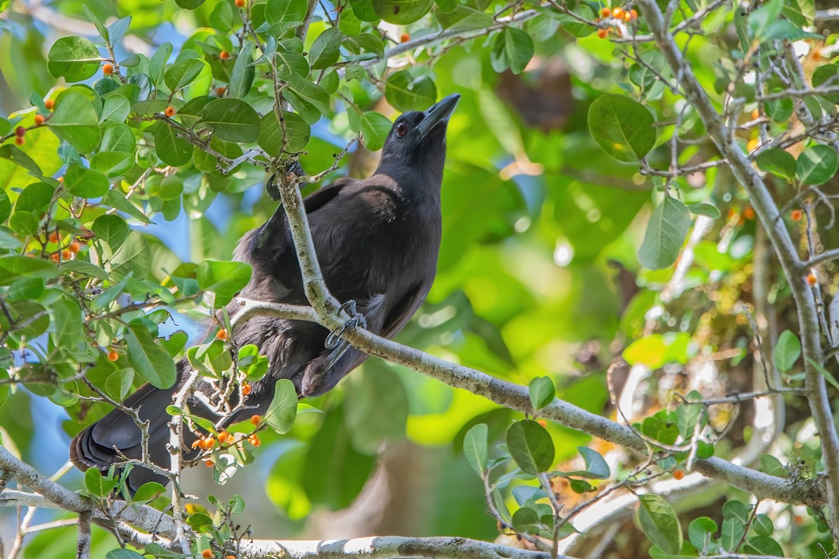 Halmahera Paradise-crow - Ngoc Sam Thuong Dang