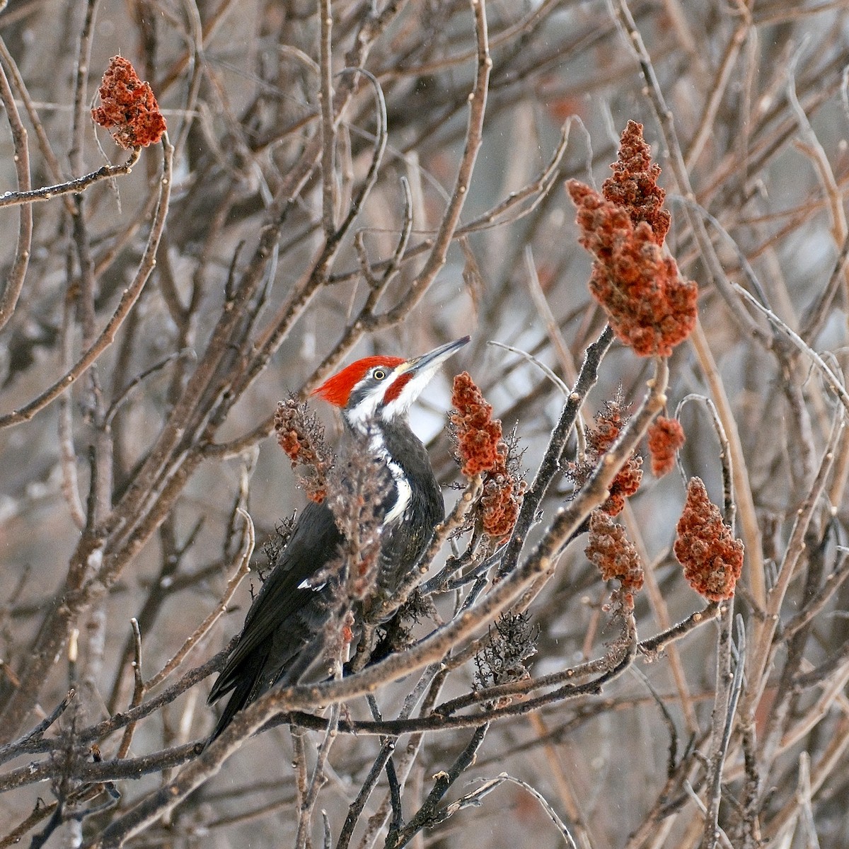 Pileated Woodpecker - ML545455561