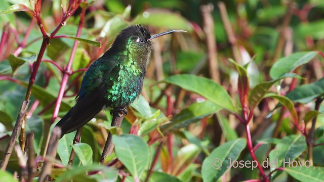 Fiery-throated Hummingbird - ML545455991