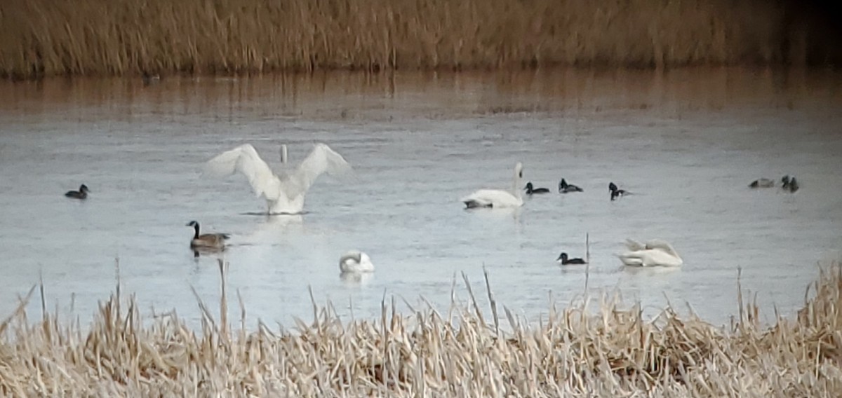 Trumpeter Swan - ML545457331