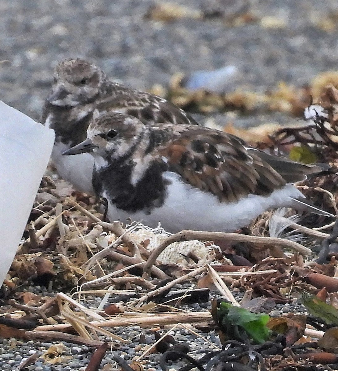 Ruddy Turnstone - ML545457551