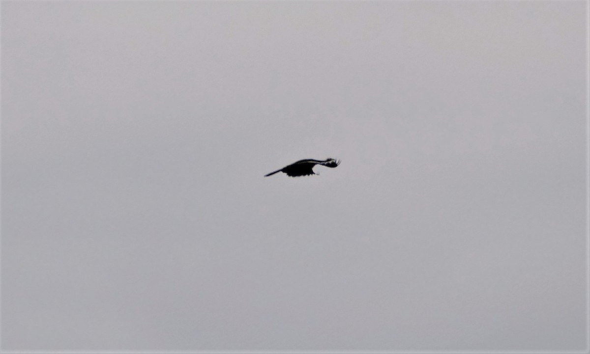 White-throated Piping-Guan - ML545457621