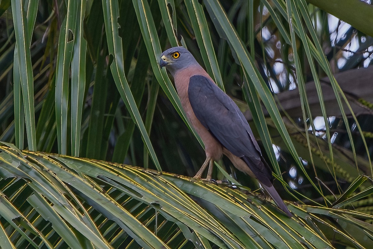 Variable Goshawk - ML545458161