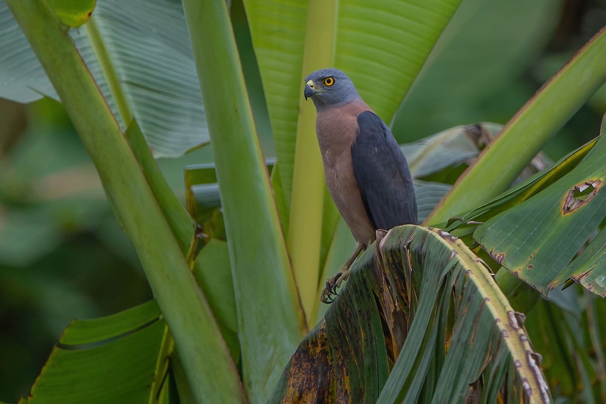 Variable Goshawk - ML545458181