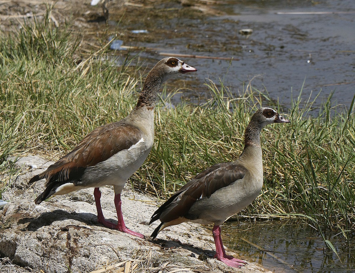 Egyptian Goose - Alfonso Rodrigo