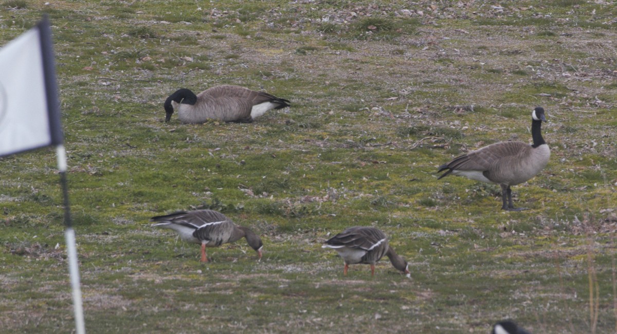 Greater White-fronted Goose - ML545458831