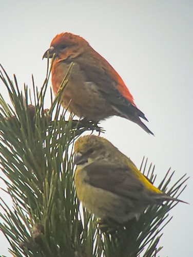 Red Crossbill - Frank Gallo