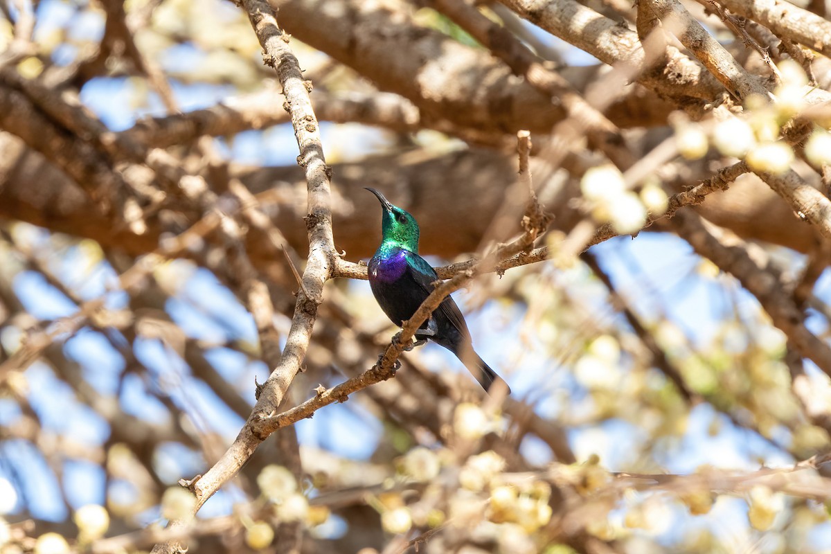 Violet-breasted Sunbird - Thibaud Aronson