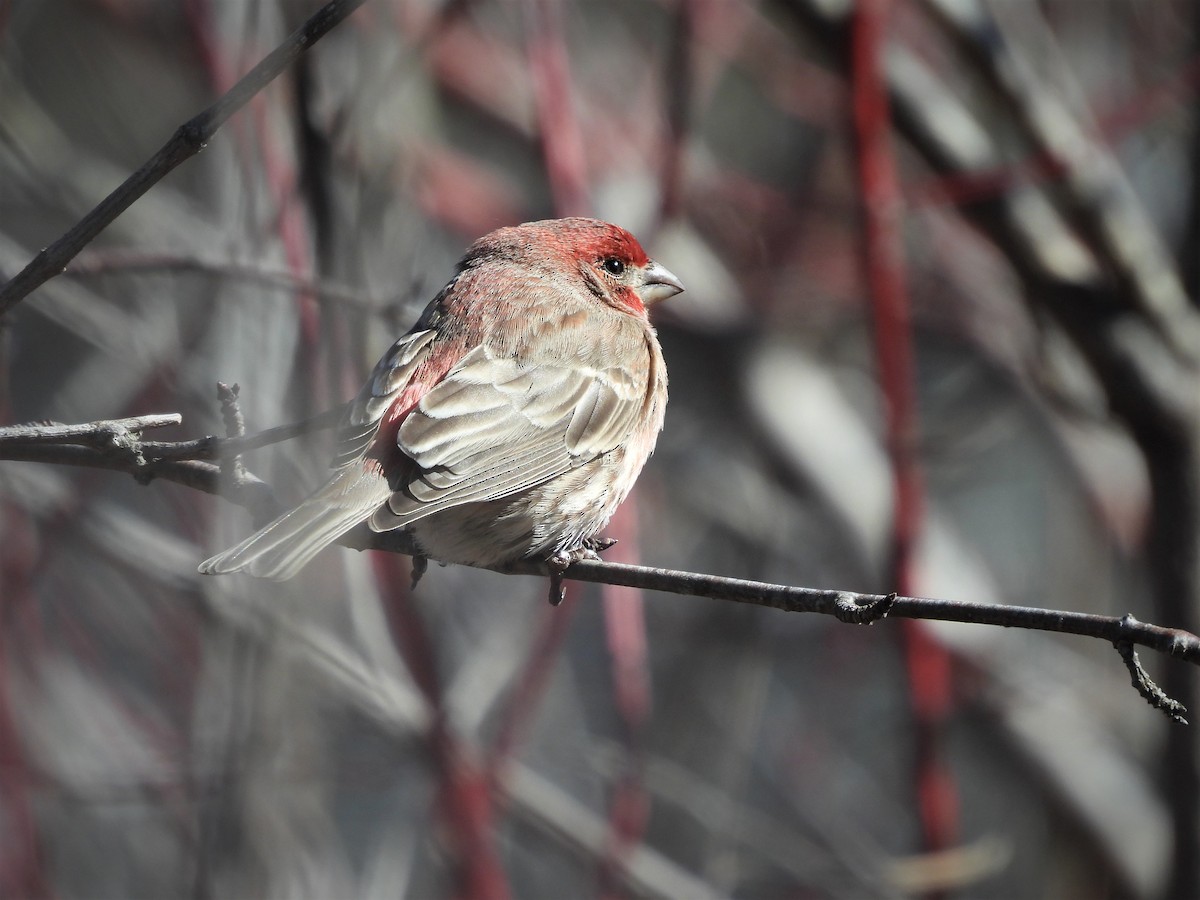 House Finch - ML545459681