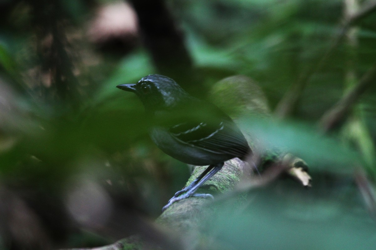 Black-faced Antbird - ML545461641