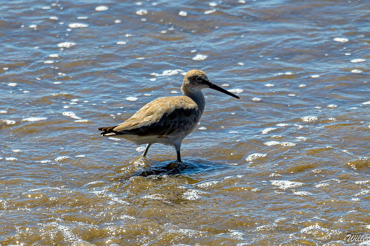 Willet - ML545462431