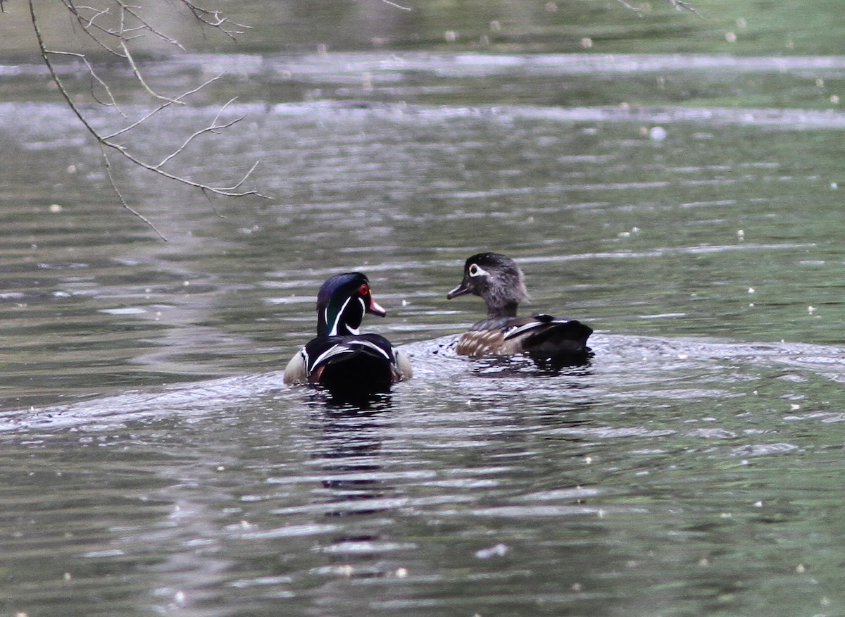 Wood Duck - ML54546291