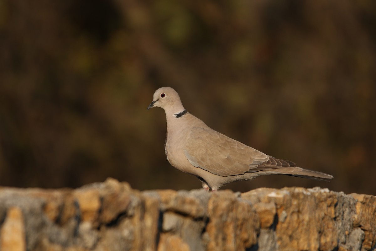 Eurasian Collared-Dove - ML545464301