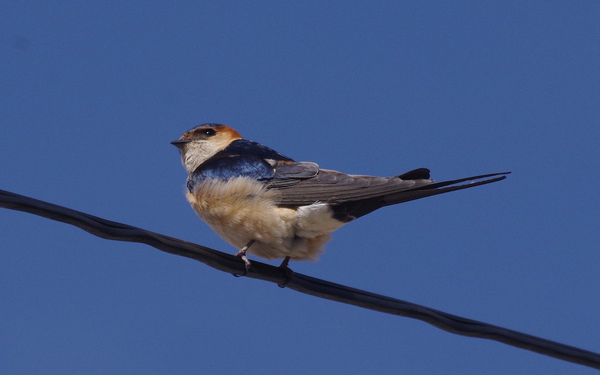Red-rumped Swallow - ML545464891