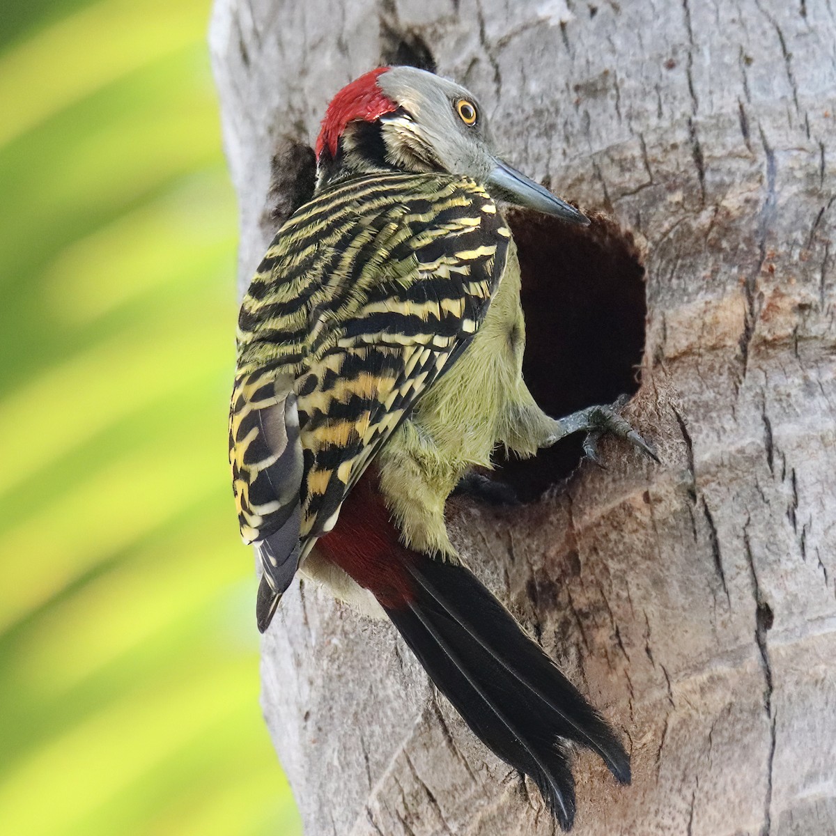 Hispaniolan Woodpecker - John Girard