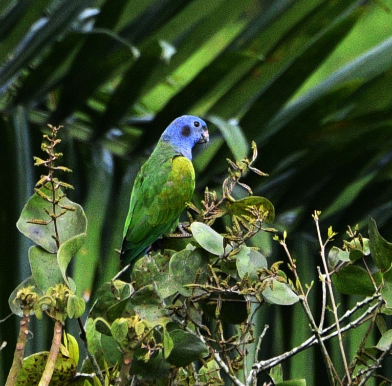 Pione à tête bleue - ML545465591