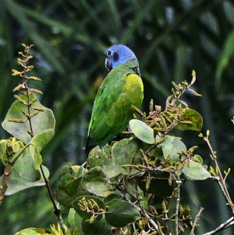 Pione à tête bleue - ML545465611