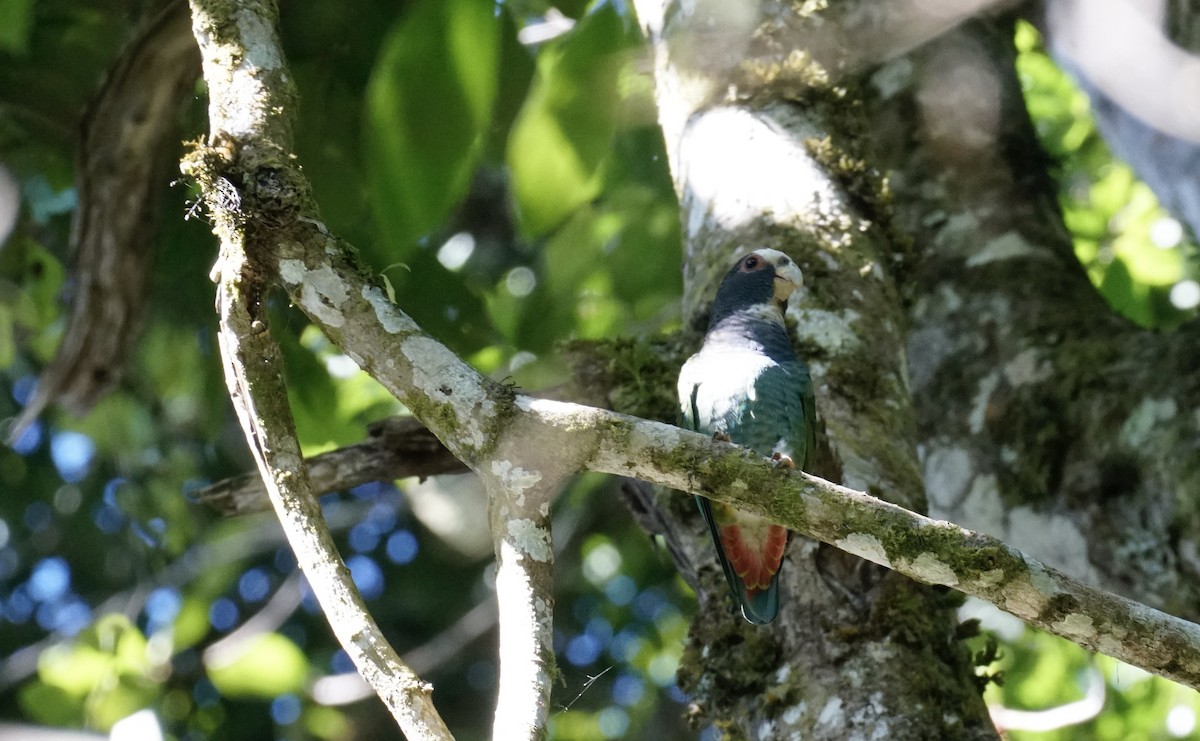 White-crowned Parrot - ML545466401