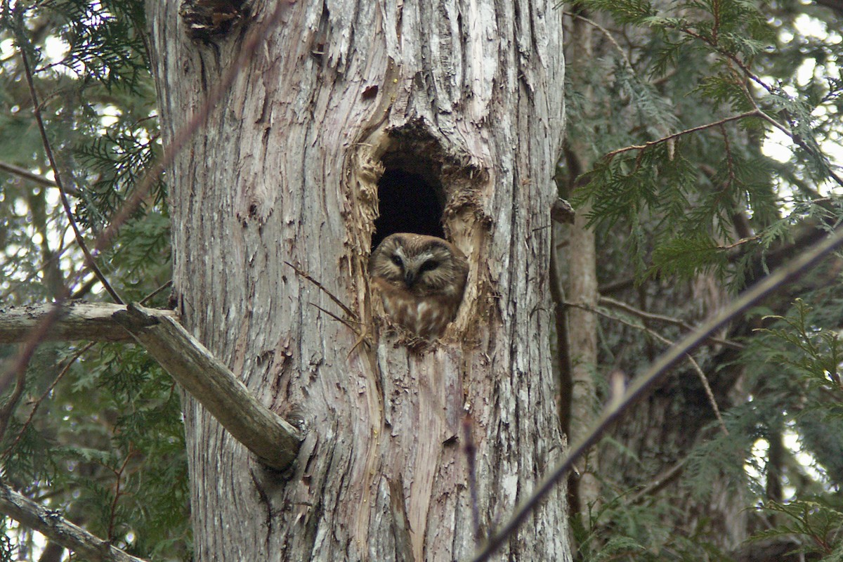 Northern Saw-whet Owl - ML54546681