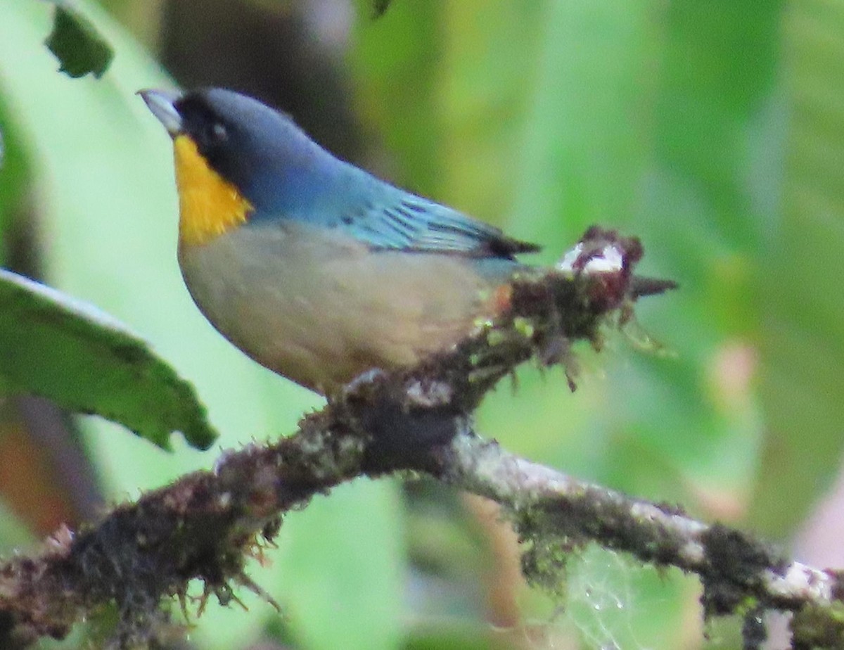 Yellow-throated Tanager - ML545466871