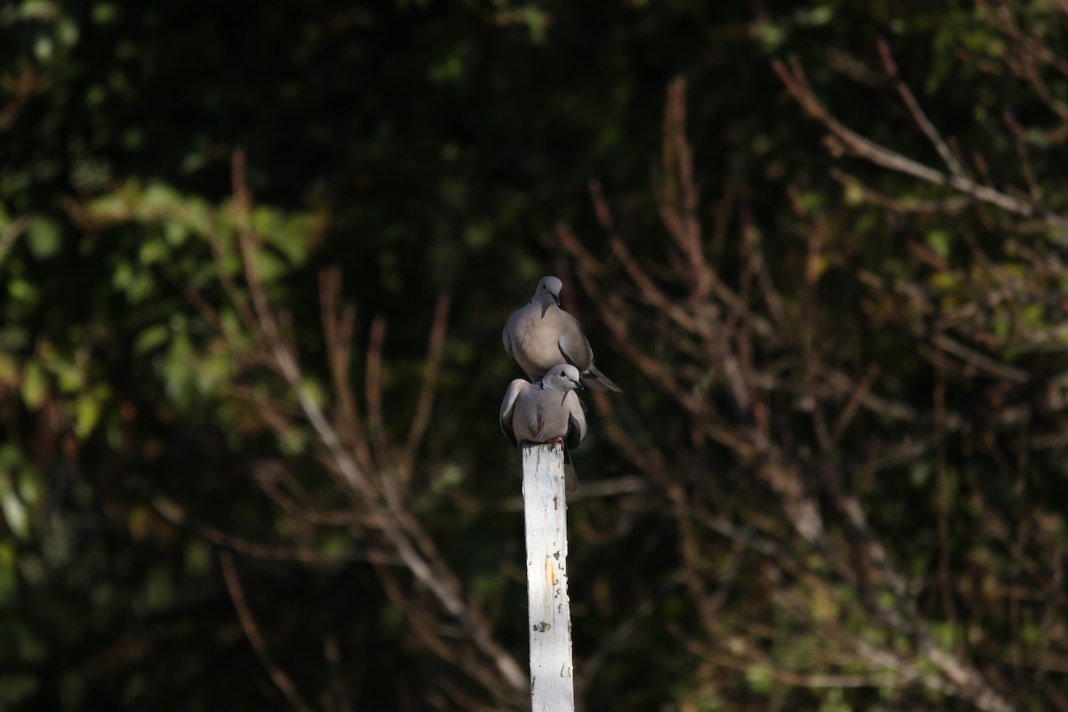 Eurasian Collared-Dove - ML545468051