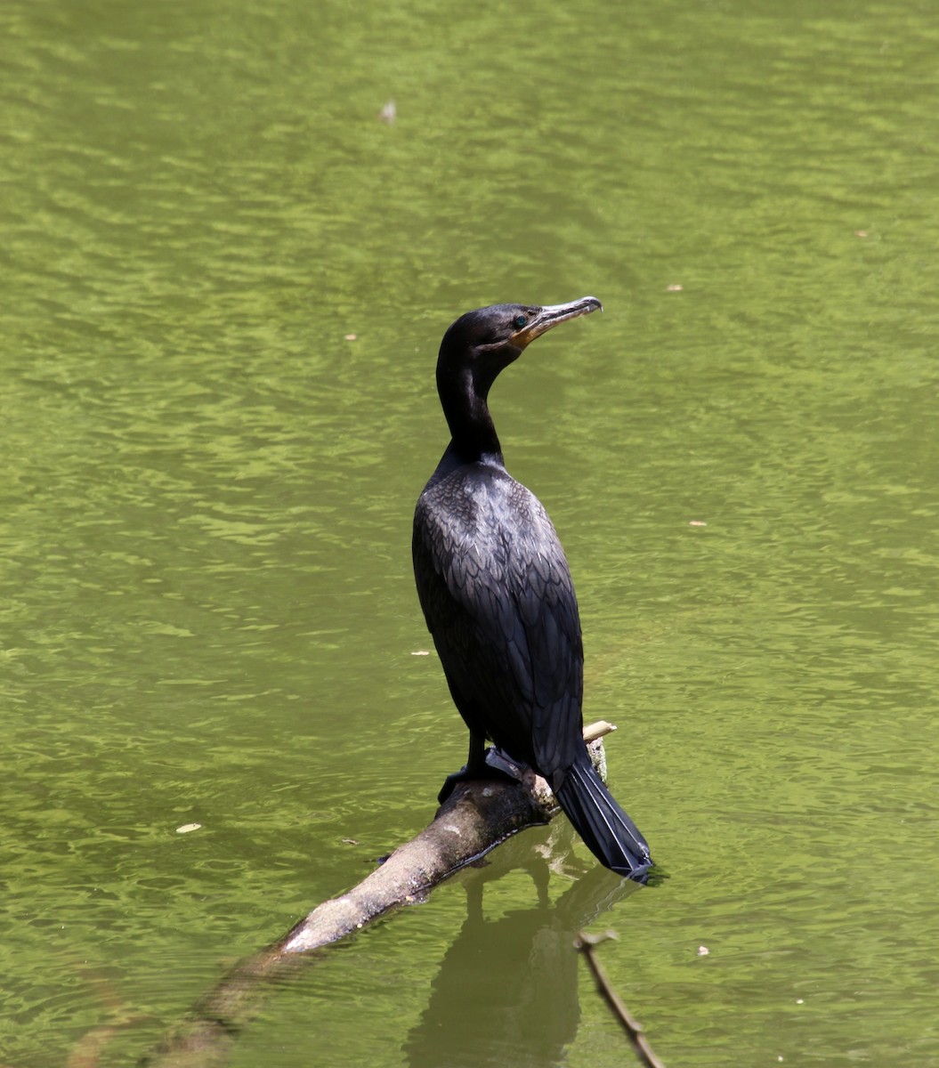 Neotropic Cormorant - ML545468331