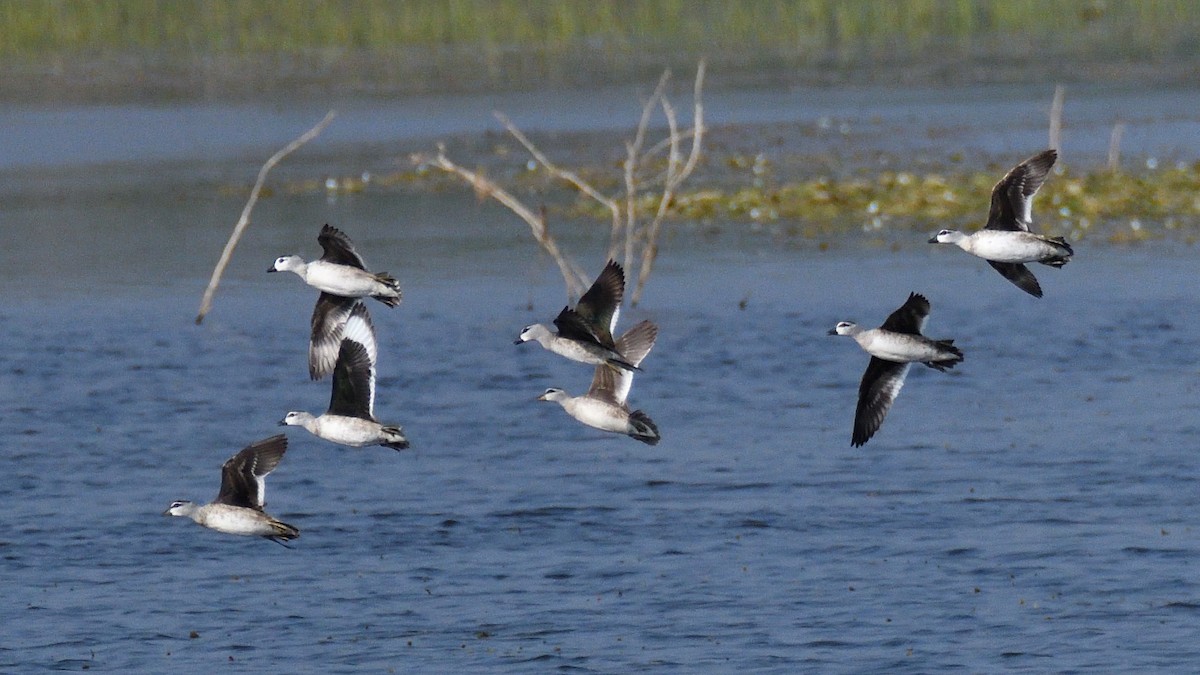 Cotton Pygmy-Goose - Haemoglobin Dr