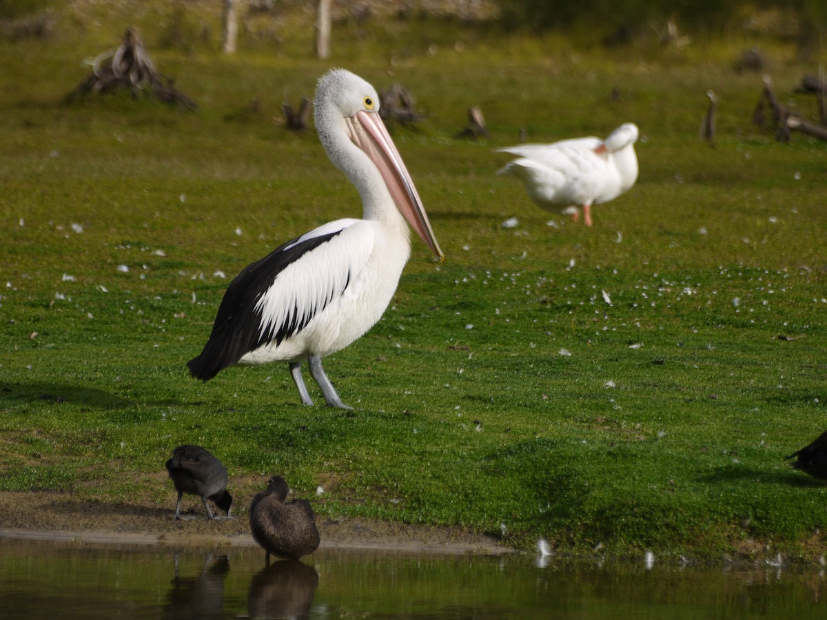 Australian Pelican - ML54547091