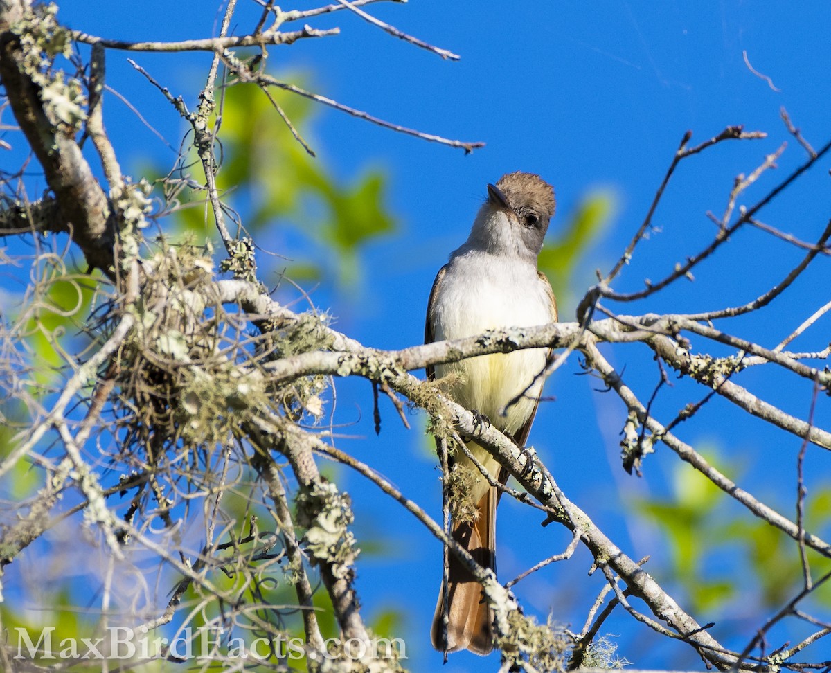 Ash-throated Flycatcher - Maxfield Weakley