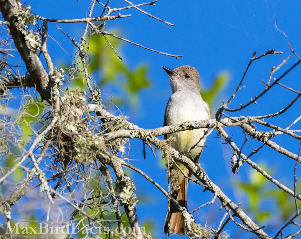 Ash-throated Flycatcher - Maxfield Weakley