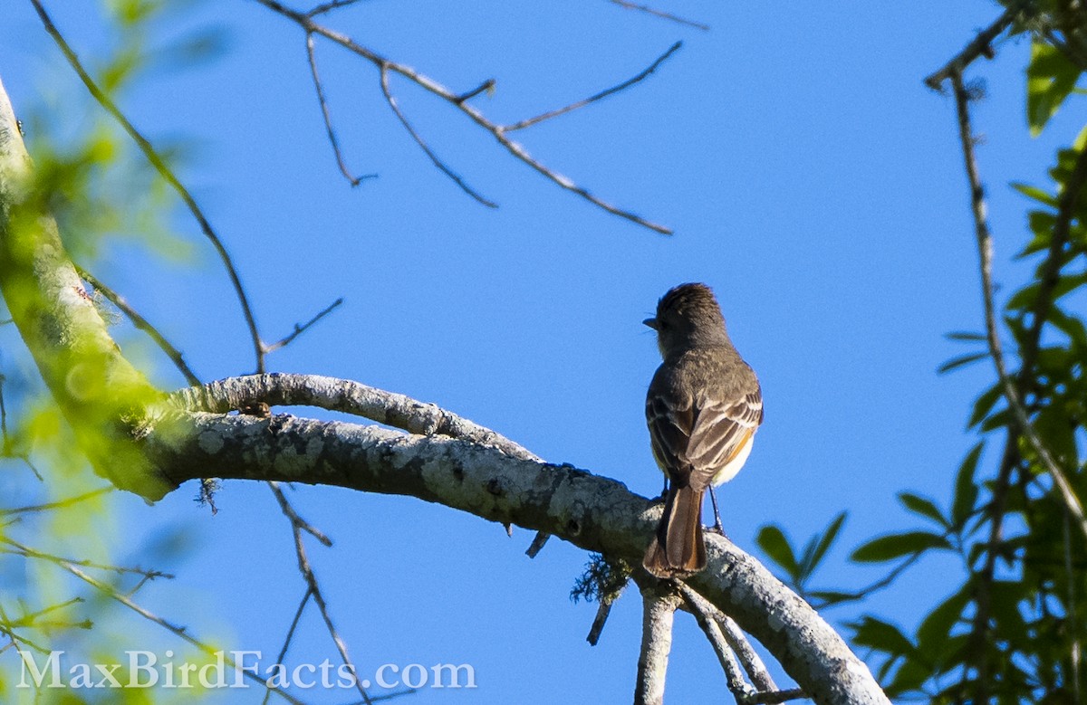 Ash-throated Flycatcher - Maxfield Weakley