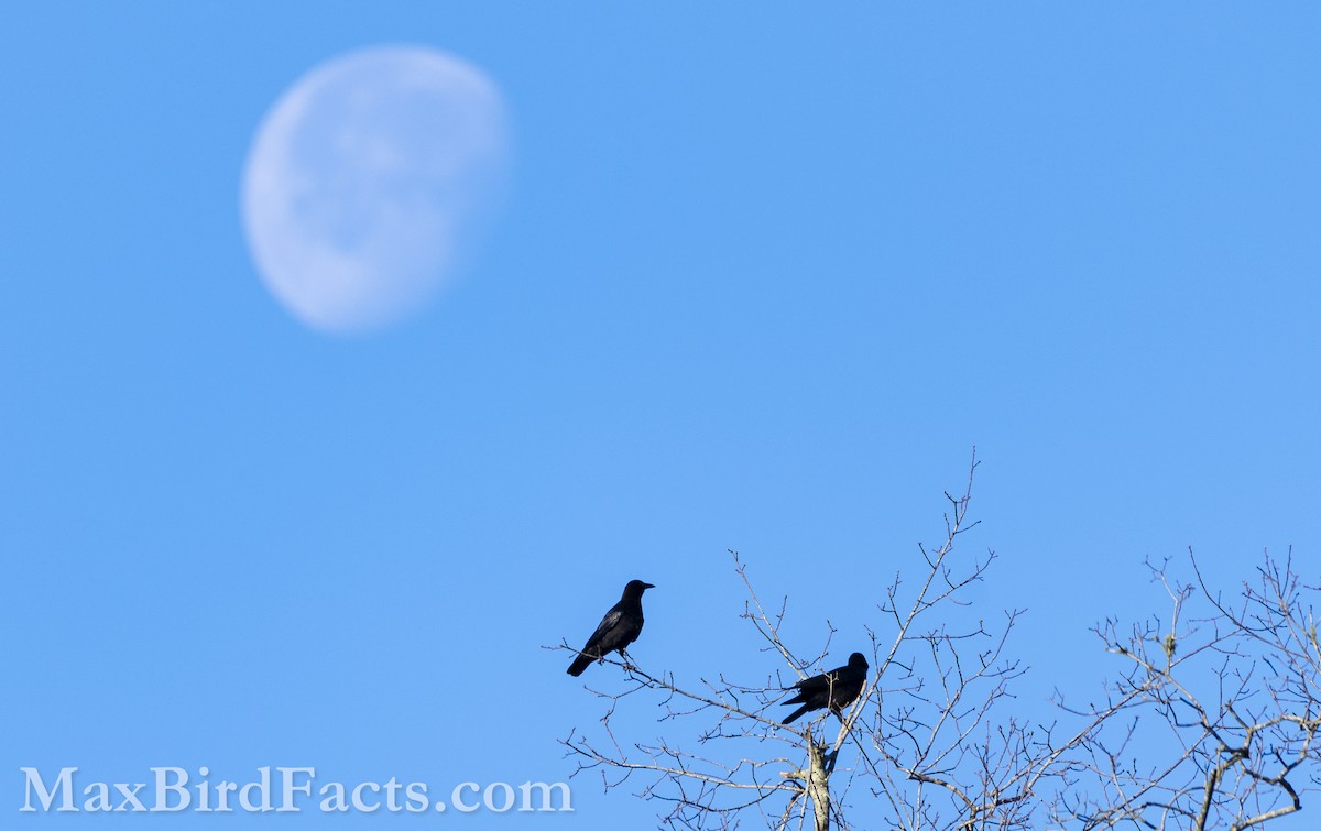 American Crow - ML545471961