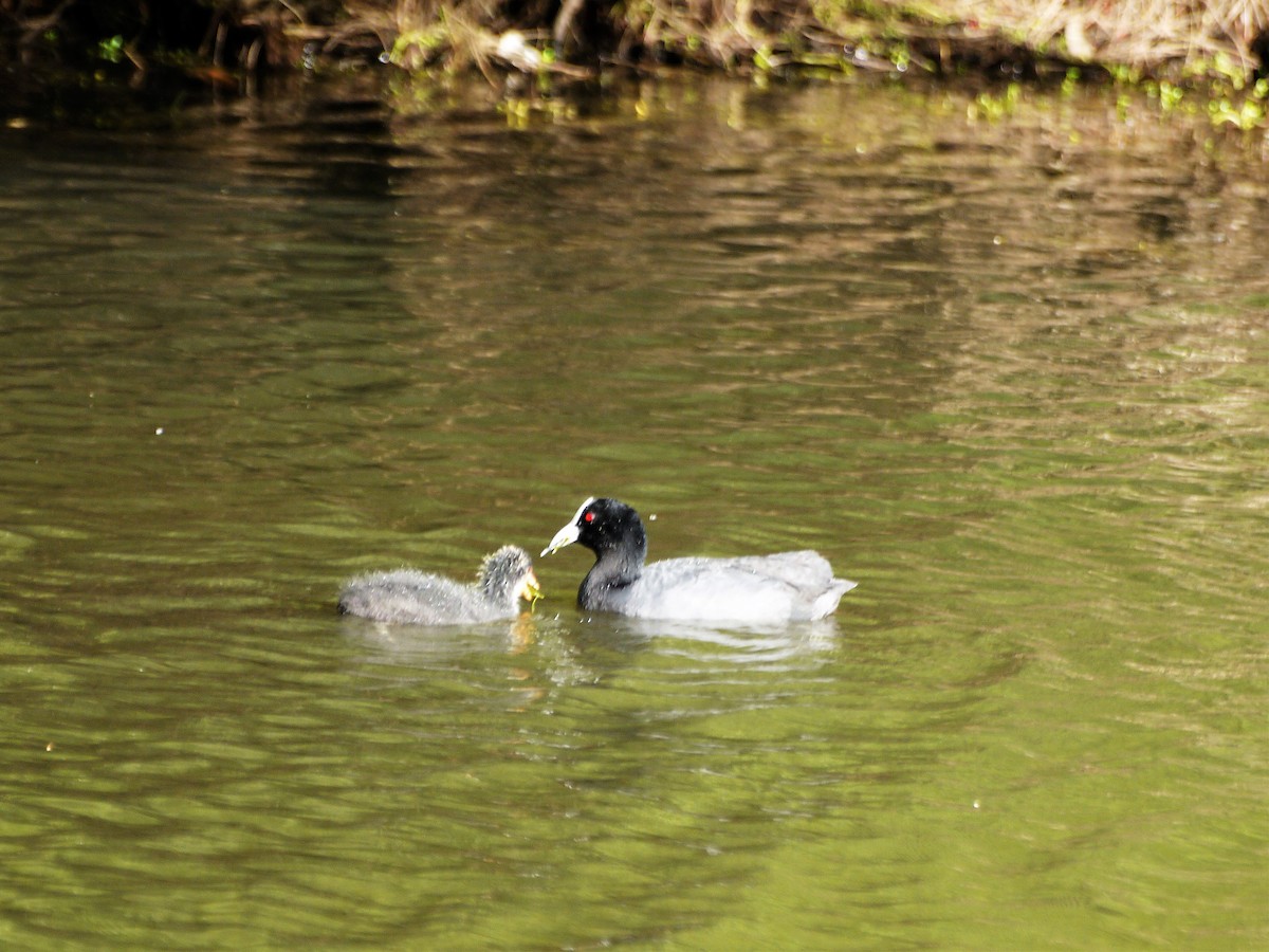 Eurasian Coot - ML54547211