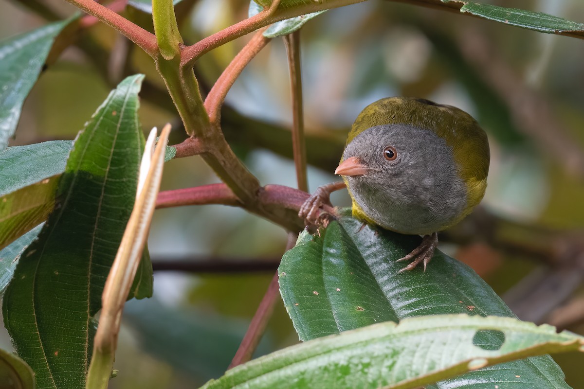 Gray-hooded Bush Tanager - Ben  Lucking