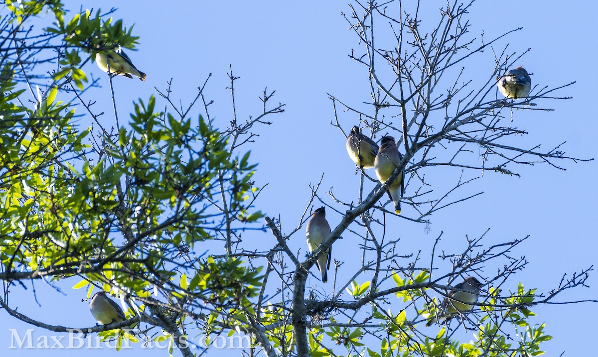 Cedar Waxwing - ML545472341